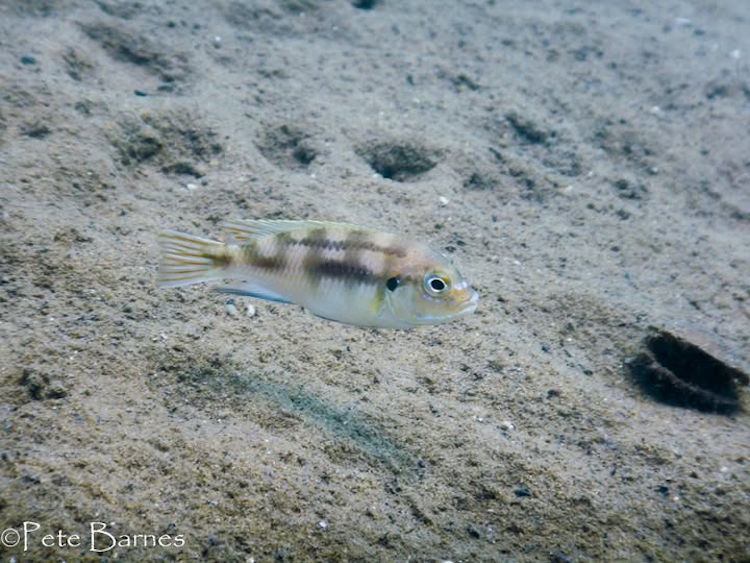 Metriaclima lanisticola 'Mazinzi Reef' Metriaclima lanisticola 'Mazinzi Reef'